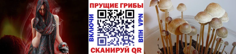 дарнет шоп  Лихославль  Псилоцибиновые грибы прущие грибы 